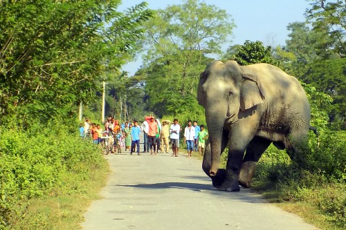 New strategies for a peaceful coexistence with elephants, India